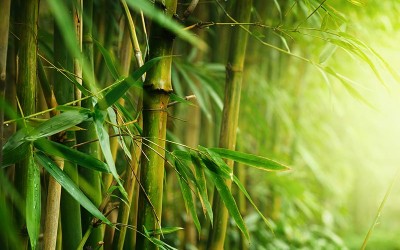 Feng Shui szerencse bambusz